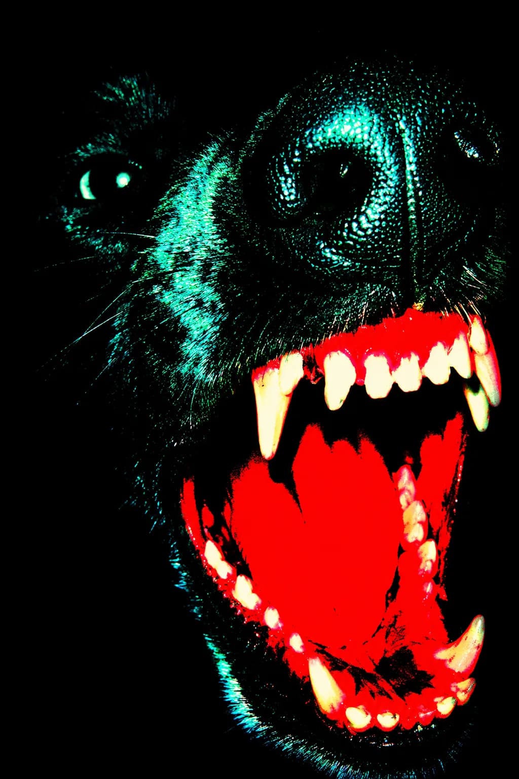 Night Dog
